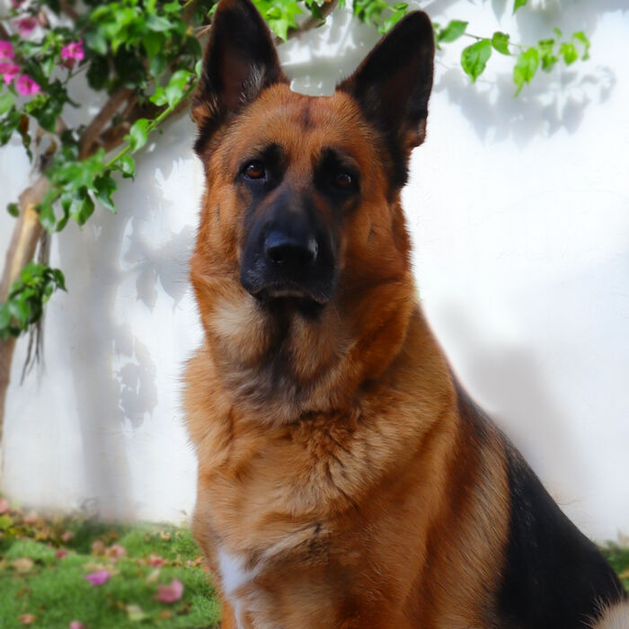 Jala, mascota oficial de Mi Mundo Social